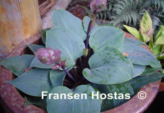 Hosta Best of Twenty